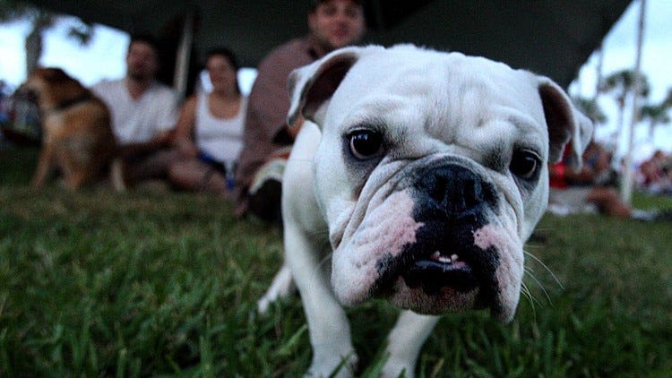 This Palm Beach County spot voted best dog-friendly beach in the country by USA Today