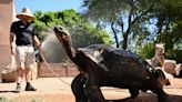 Blood-sicles and misters: Zookeepers look to keep animals cool in oppressive heat