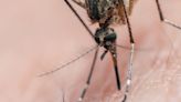 Rare mosquito-borne disease that can infect the brain sickens 2, kills 1 in Alabama