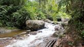 ‘Mysterious’ creature seen hopping along rainforest river for first time in 24 years