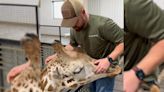 'He just wanted to be loved': Video of giraffe's visit to Oklahoma chiropractor has people swooning