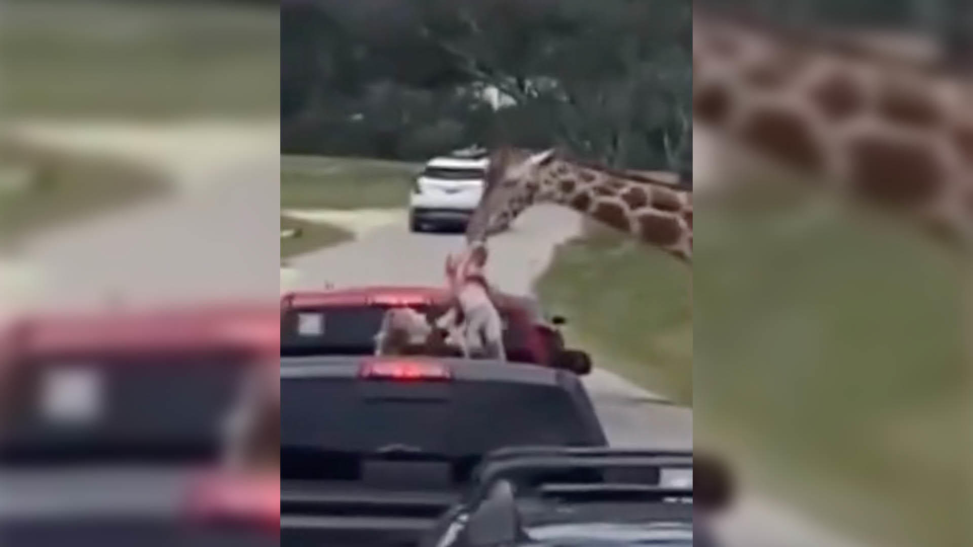 Drive-thru wildlife park changing rules after giraffe incident