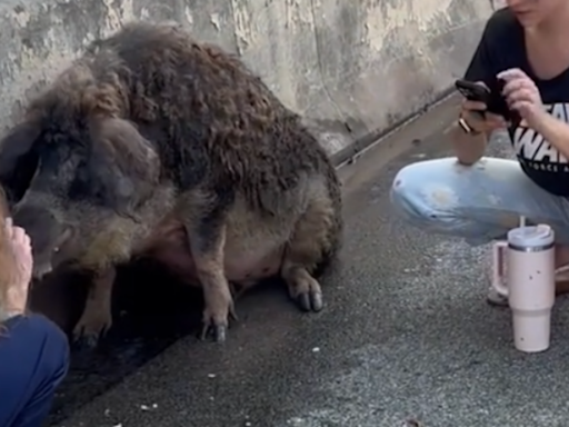 Kind Motorists Stop to Care for Rescue Pig Stranded on I-76 in Philadelphia