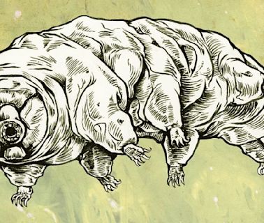 How Do Tardigrades Reproduce? Several Ways, It Turns Out
