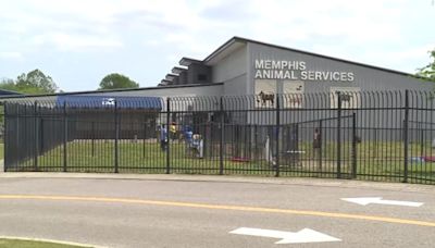 Memphis Animal Services gives dogs away for free to prevent canine outbreak