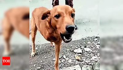 Three-legged street dog survives brutal attack in Surat | Surat News - Times of India