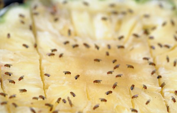 The Pantry Staples That Help You Get Rid Of Pesky Kitchen Fruit Flies