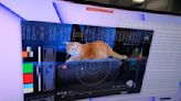 NASA beamed a video of a cat named Taters from deep space to Earth