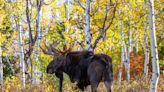 How Should Colorado Handle Its Booming Moose Population?