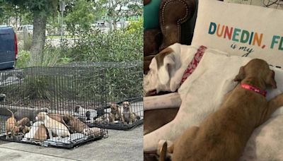 16 puppies allegedly dumped at gas station saved by Pasco County rescue group