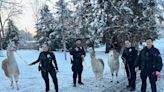 Llamas frolic in snowy Colorado neighborhood — and get police escort home, photos show