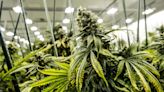 U.S. health agency recommends easing federal restrictions on marijuana