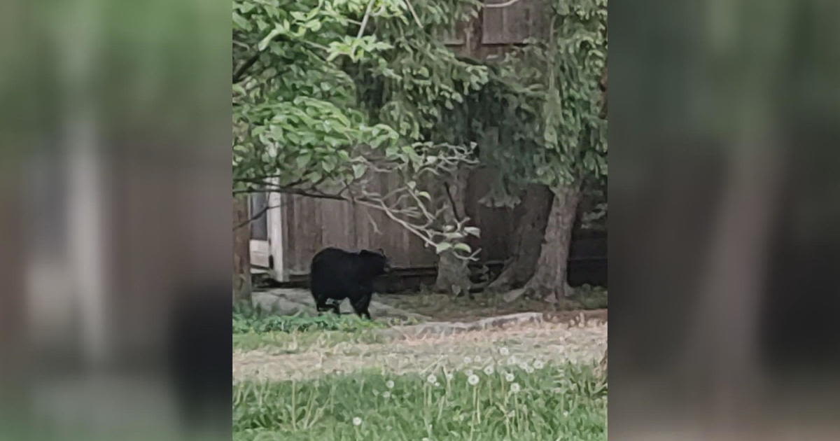 Bear captured in Hatboro, Pennsylvania, after multiple sightings, police say