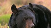 6 ways to avoid conflicts with bears this summer - The Times-Independent