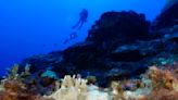 Scientists say coral reefs around the world are experiencing mass bleaching in warming oceans