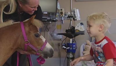 Medical center adds miniature horse as latest therapy animal helping patients