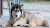 Dad's Attempt To Take Huskies Paddle Boarding Turns Into Canine Chaos