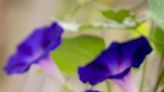 Are Morning Glories Perennial Plants That Can Survive Winter?