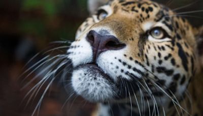 Animales silvestres en peligro: tráfico y tenencia ilegal son las principales amenazas a la fauna amazónica