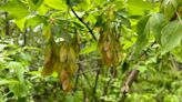 Wanted: tree seeds. National seed centre in Fredericton collecting samples