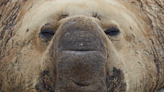 Australia’s Famous ‘Neil the Seal’ Attempts to Follow a Family Home in Viral Video