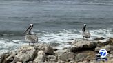 Two brown pelicans released in San Pedro after recovering from severe injuries