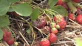 'Destroyed the whole crop': wet summer weather challenges Simcoe Muskoka farmers