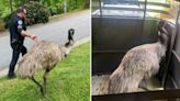 Far from home: Officers wrangle loose emu named Kevin who traveled 30+ miles to Lenoir