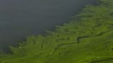 Harmful algal bloom confirmed on Duck Lake