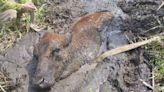 VIDEO: Firefighters rescue cow buried up to its neck in mud in Columbia County