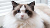 Ragdoll Cat's Fluffy 'Glow-Up' After 8 Months Out of Shelter Is Incredible