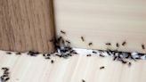 Natural solution deters ants from entering homes as they hate the scent