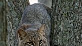 Bobcat found in Wellfleet: Believed to be first confirmed sighting on Outer Cape Cod