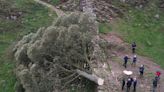 Sycamore Gap: Boy, 16, arrested after world famous tree on Hadrian’s Wall chopped down