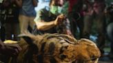 Snares are wiping out South-East Asian wildlife – what can be done?