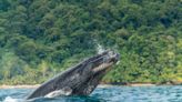 ¿Cuánto vale ir a ver ballenas en el pacífico colombiano? Este es el presupuesto