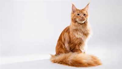 Maine Coon Characteristics: What Makes These Majestically Fluffy Cats So Special, According to a Vet