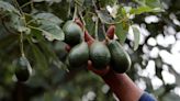 Mexico governor flags quick resumption of US avocado exports, US cautious