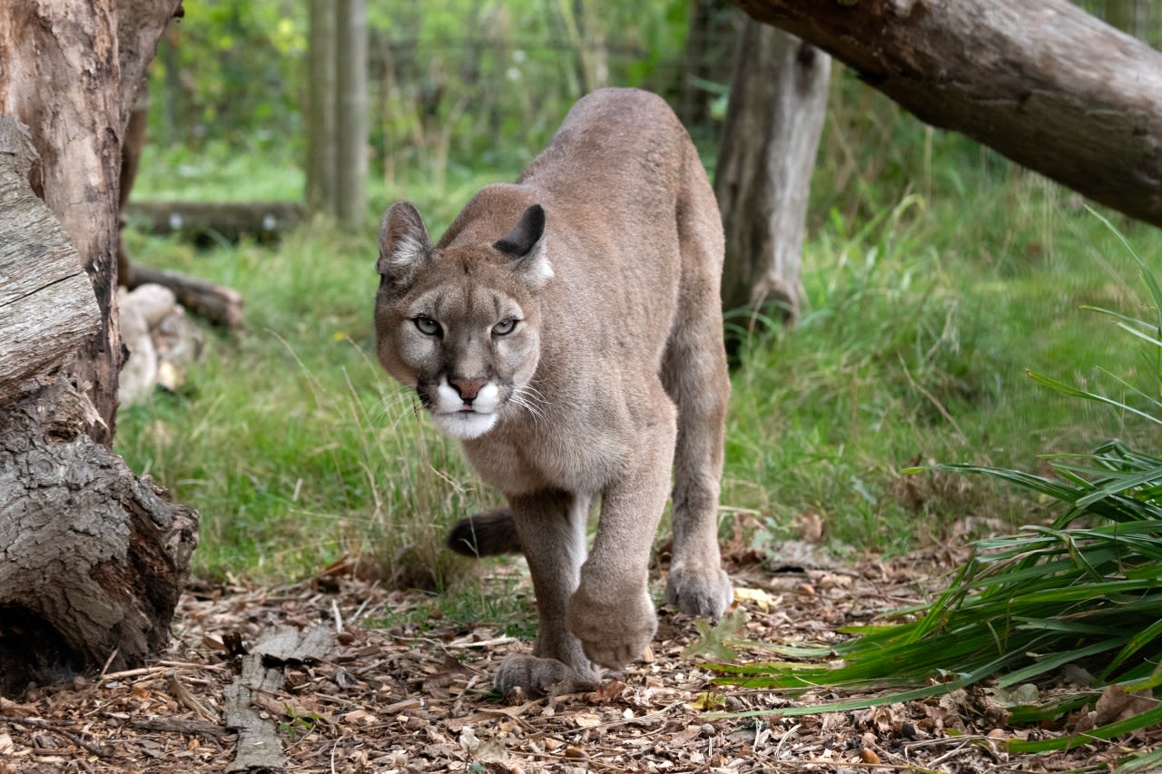 Northern California deputies search for mountain lion after second sighting