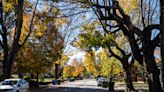 Asheville sidewalks: How many Vermont Avenue trees face removal? Other sidewalk projects?