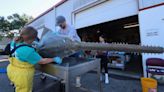 Something Weird Is Happening to Sawfish In Florida, and No One Has An Explanation