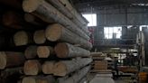 Hong Kong's last sawmill faces closure amid development plan