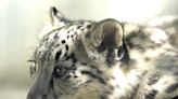 La India intenta salvar el ecosistema para proteger al leopardo de las nieves