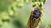 Pepperoni and cicada pizza? Don't rule out this creepy-crawly protein