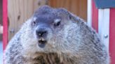 A different Milwaukee County Zoo animal will make Groundhog Day prediction in 2024