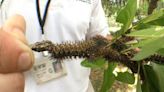 Buck moth caterpillars are worse than usual in Louisiana. When will stinging bugs go away?