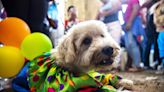 Perros disfrazados son bendecidos por San Lázaro en una iglesia de Nicaragua