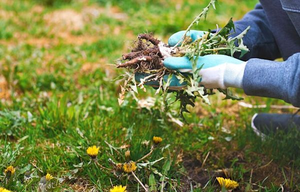 Weeds will ‘disappear’ from garden for good with 75p homemade solution