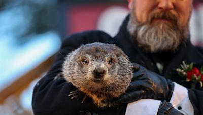 Here's how you can help name Punxsutawney Phil's twin baby groundhogs