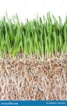 Grass Root stock image. Image of nature, grassroots, white - 14924265